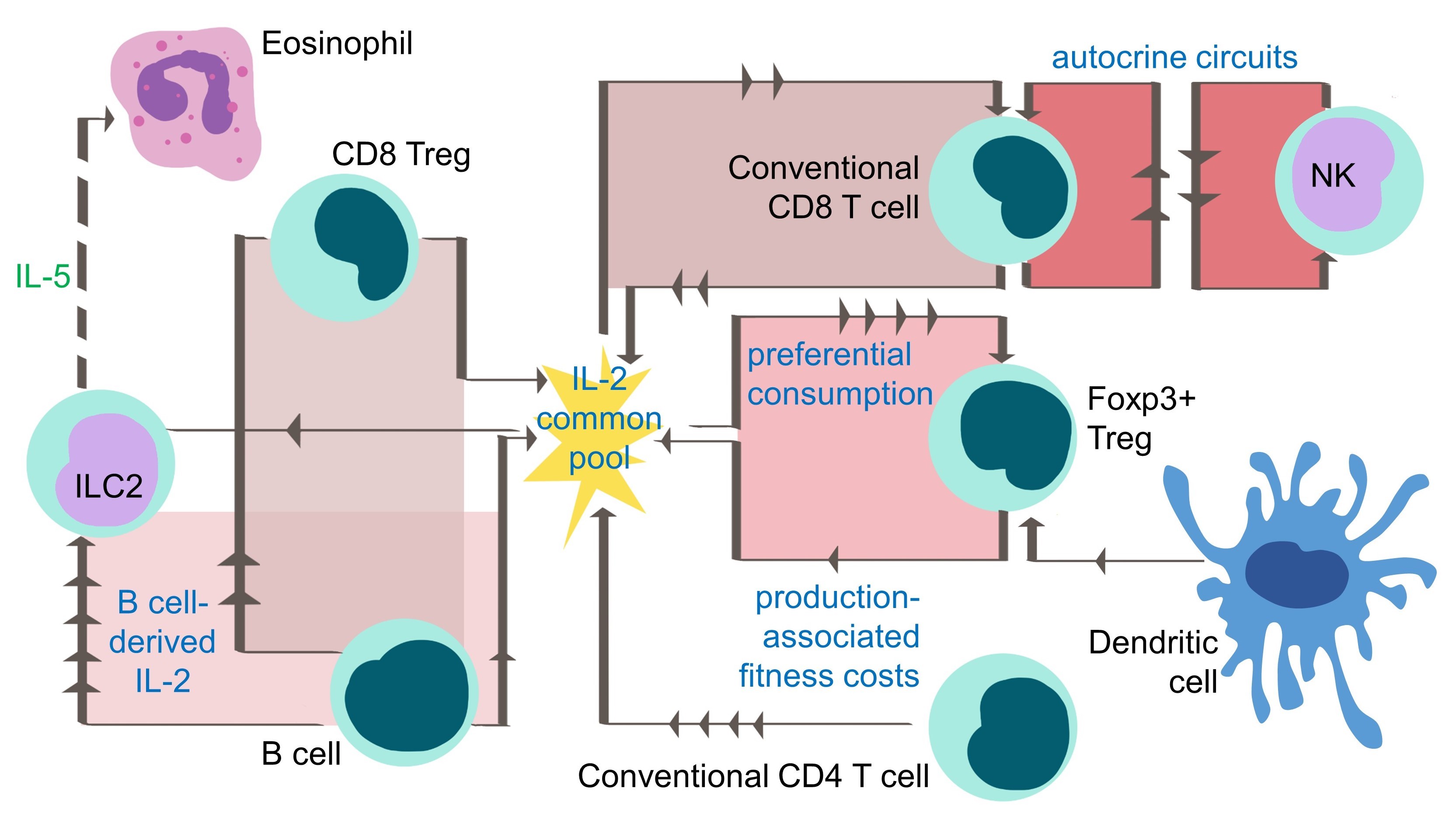 IL2 network showing the cells that produce and respond to IL2